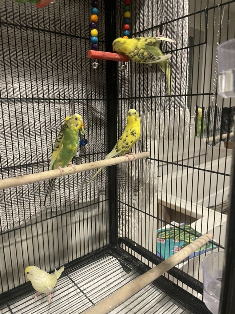 Parakeets And Cage
