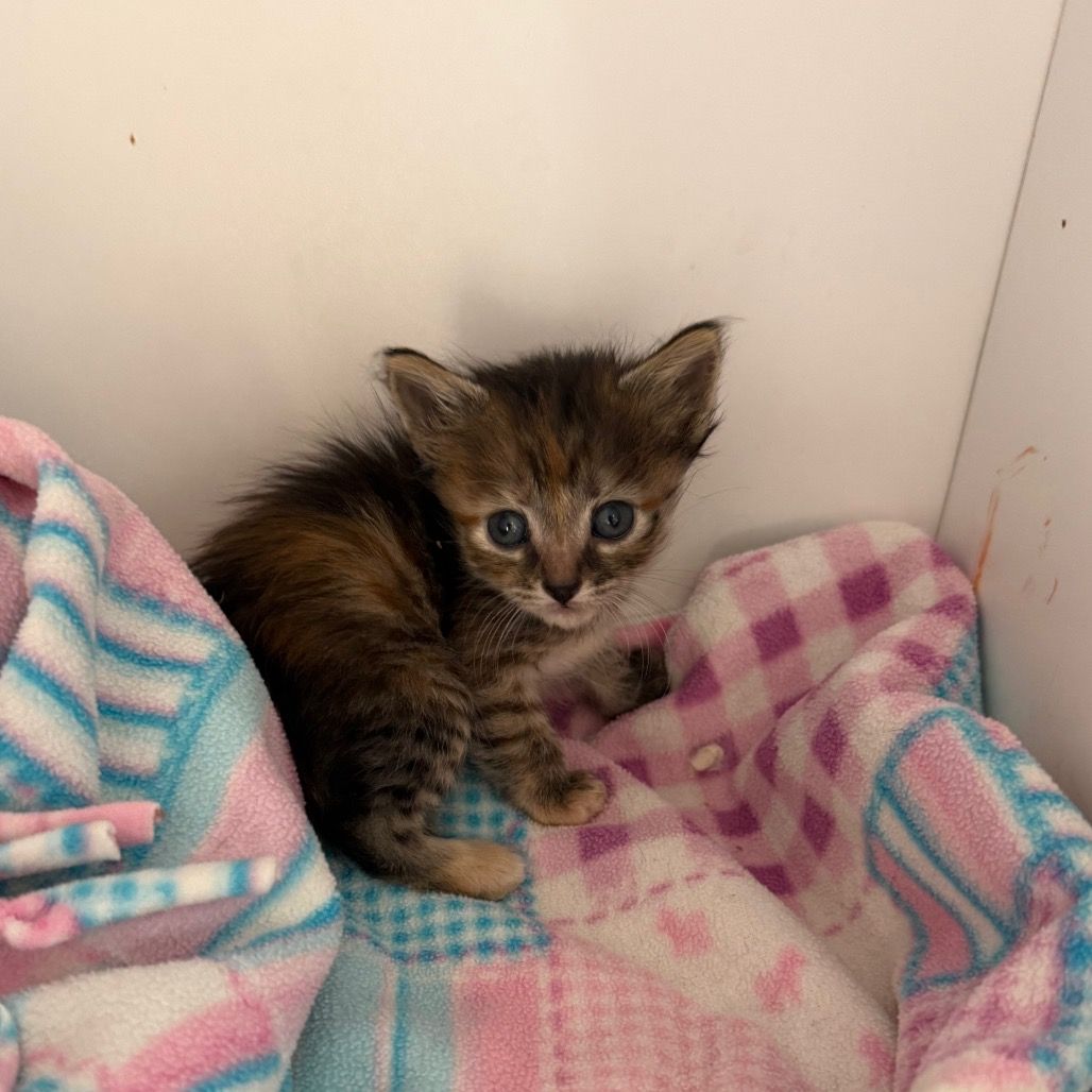 Hello my name is Crepe