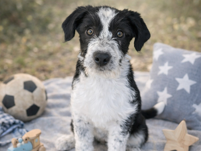 Bearded Collie/Black Lab Mix Puppy