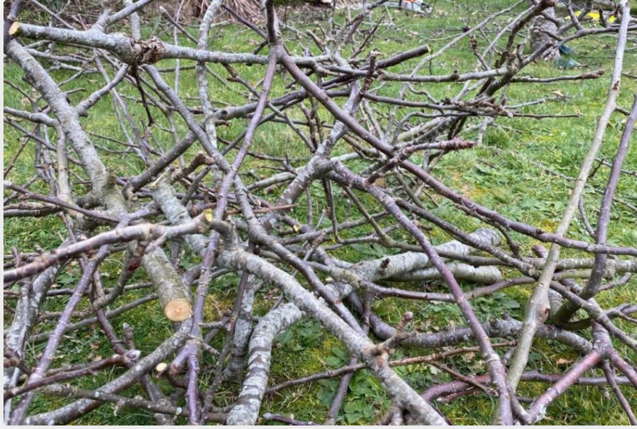 Free Fruit tree wood