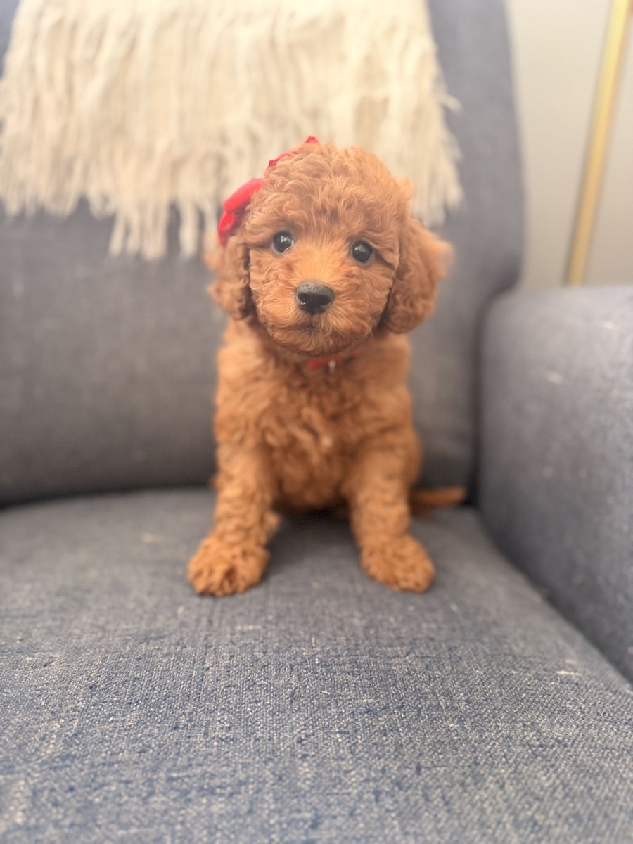 10lb teacup Goldendoodles