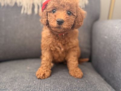10lb teacup Goldendoodles
