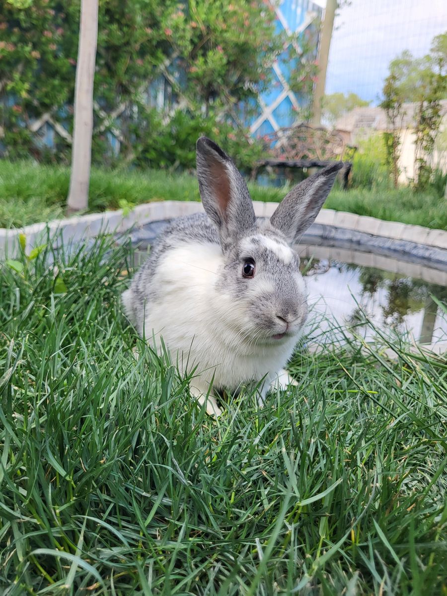 Rabbits