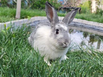 Rabbits