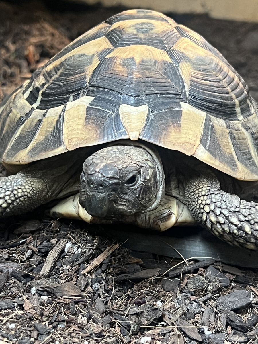 Hermann's Tortoise & Awesome Enclosure