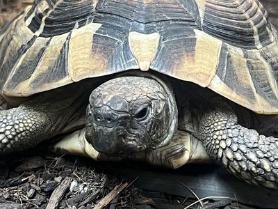Hermann's Tortoise & Awesome Enclosure
