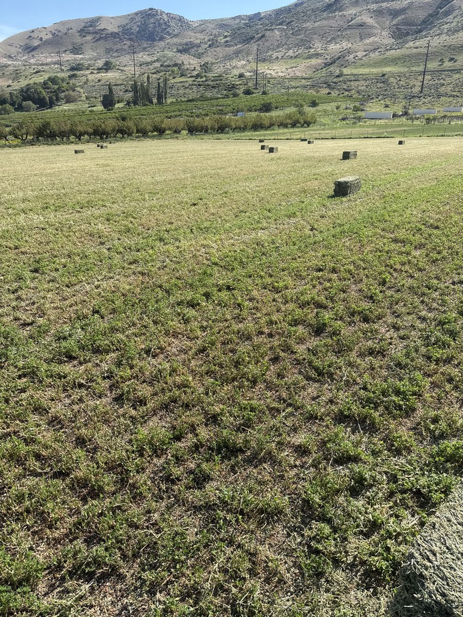 Alfalfa Hay