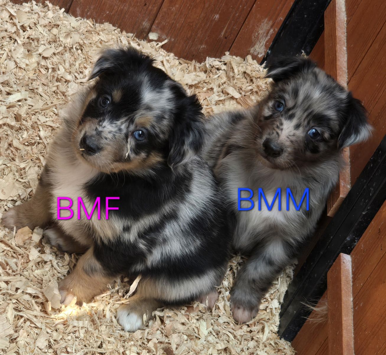 Australian Shepherd Pups, Working Parents/Family Dogs
