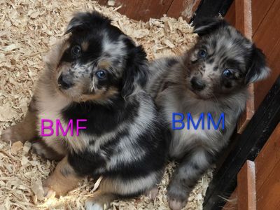 Australian Shepherd Pups, Working Parents/Family Dogs