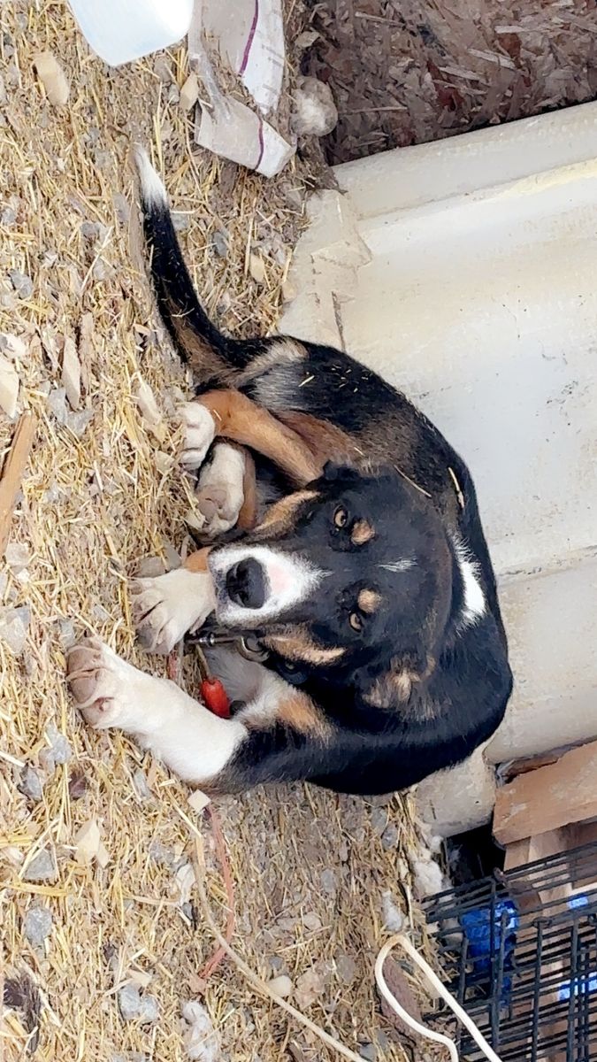 Border collie mix free