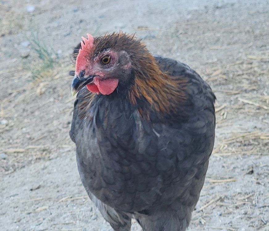 Deer Run Farms Blue Copper Marans Young Rooster!