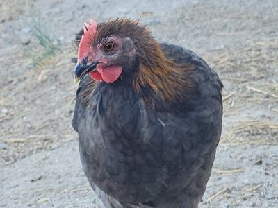 Deer Run Farms Blue Copper Marans Young Rooster!