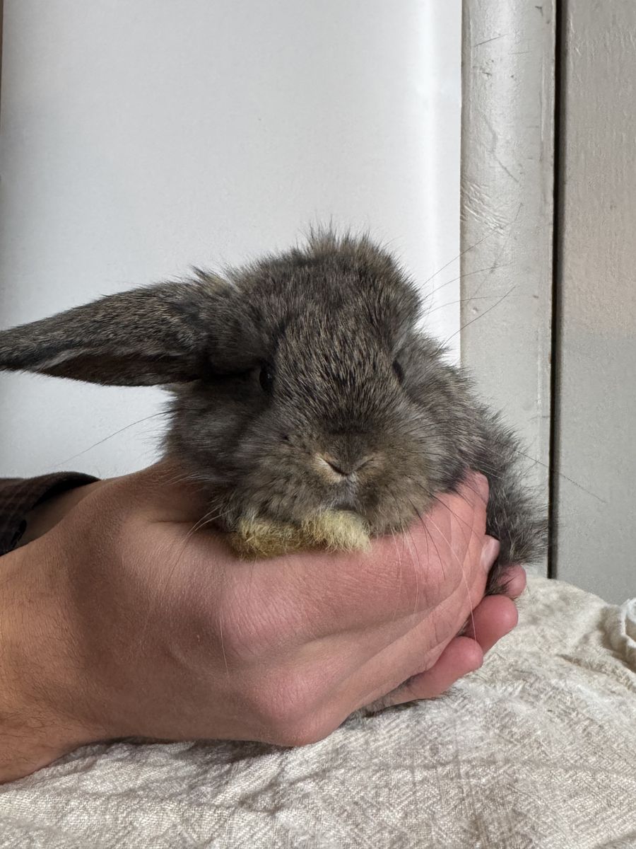 One Eared Holland Lop