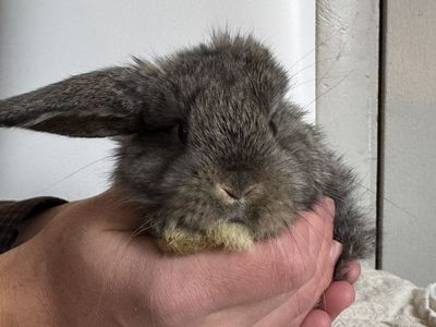 One Eared Holland Lop