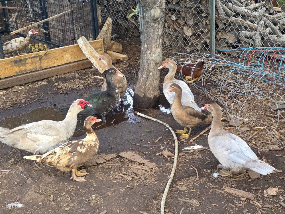Muscovy ducks 