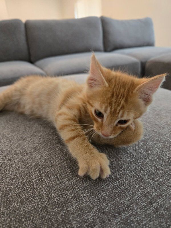 12 Week Old Kitten