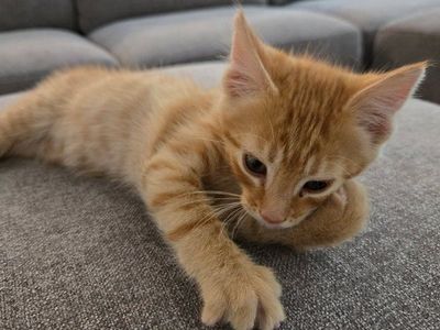12 Week Old Kitten