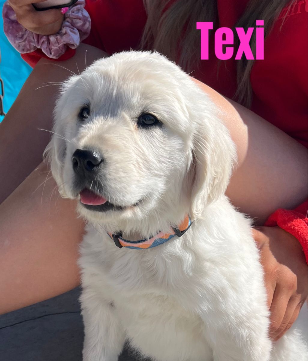 AKC Golden Retrievers