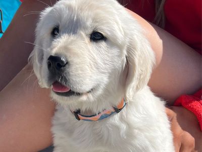 AKC Golden Retrievers