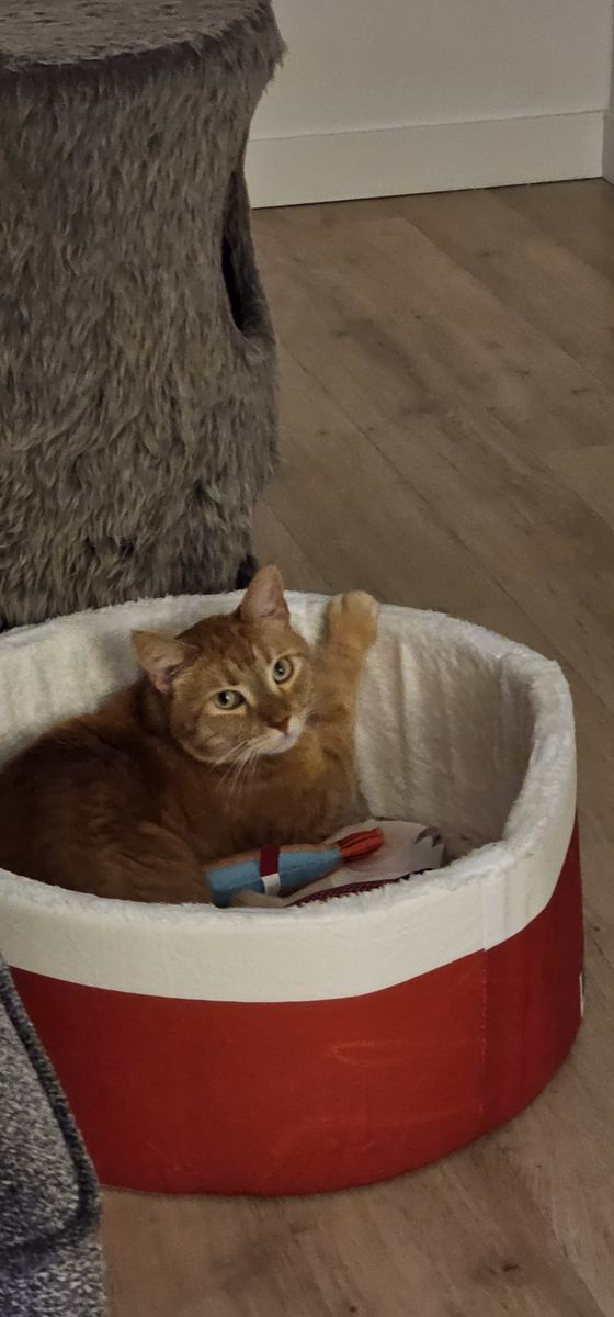 Levi