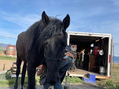 Cute ranch pony