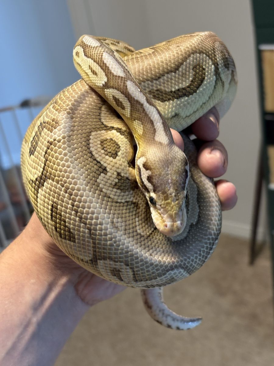 Black Pastel X Butter  Ball Python (M) w/enclosure