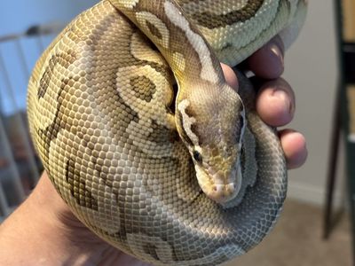 Black Pastel X Butter Ball Python (M) w/enclosure