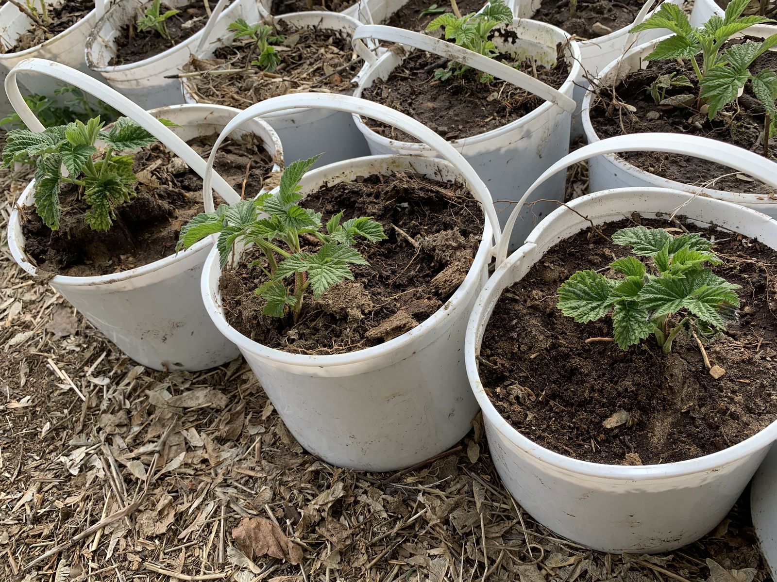 Thornless Red Raspberry Starts