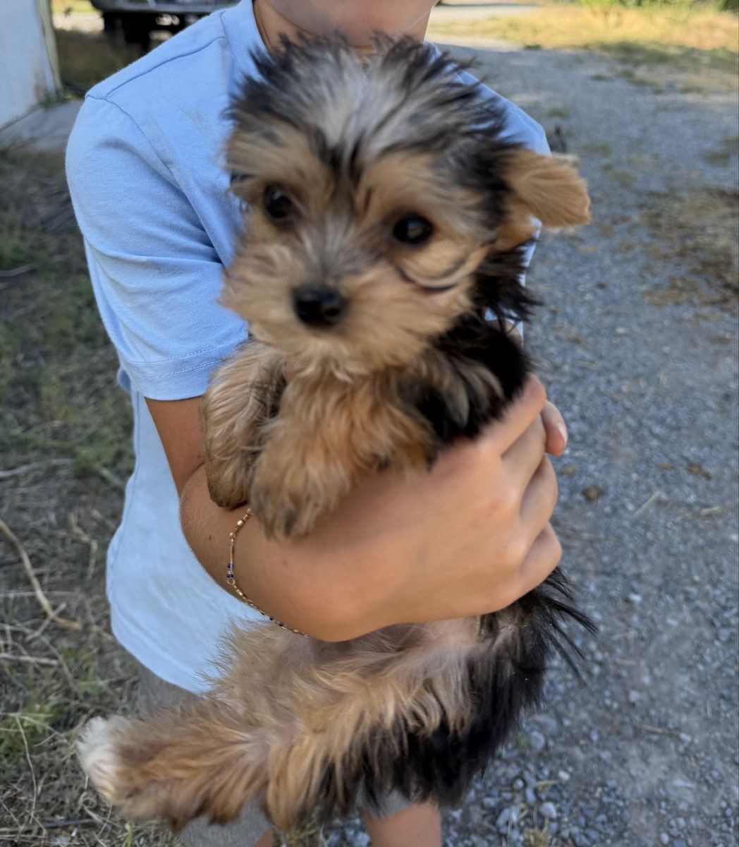 Tiny little Yorkie Purebred Yorkies