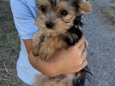 Tiny little Yorkie Purebred Yorkies