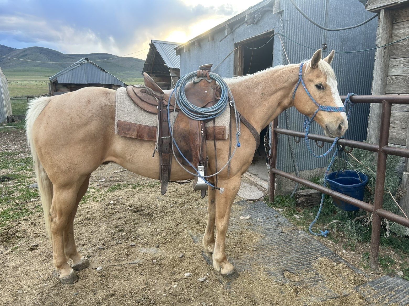 Ranch gelding