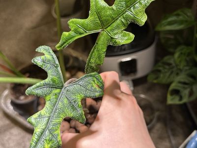 Alocasia Jacklyn