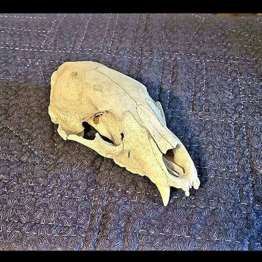 Bear Scull