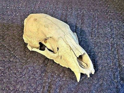 Bear Scull
