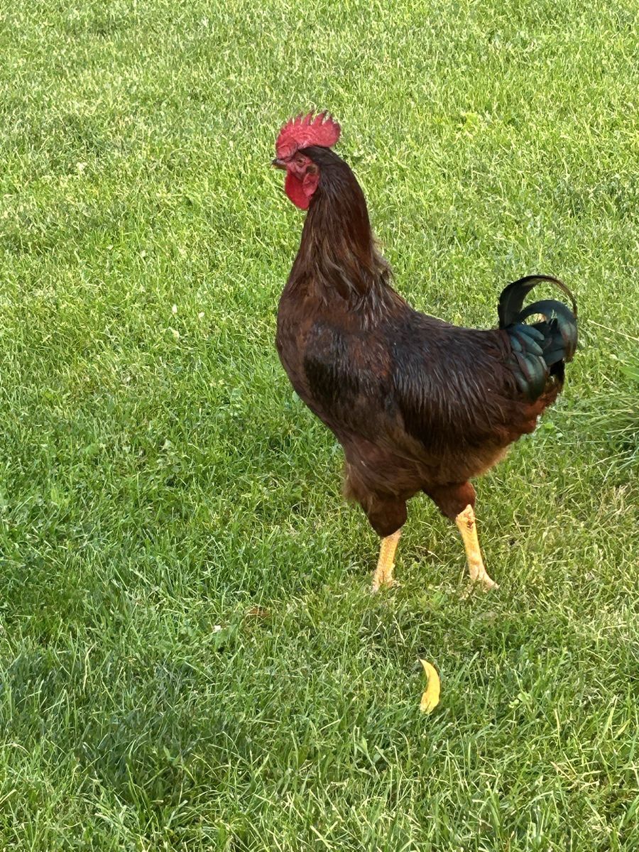 Big Red Rooster