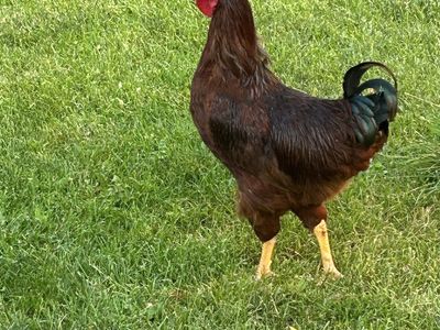 Big Red Rooster