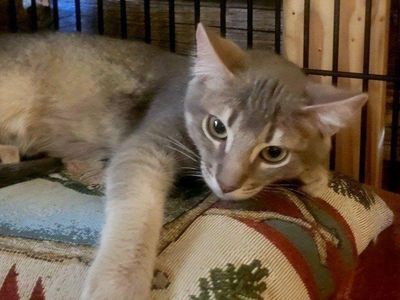 2. Male Chausie Lynx kittens! Hypoallergenic with soft, rabbit-like fur, they're the perfect pet 18 weeks old