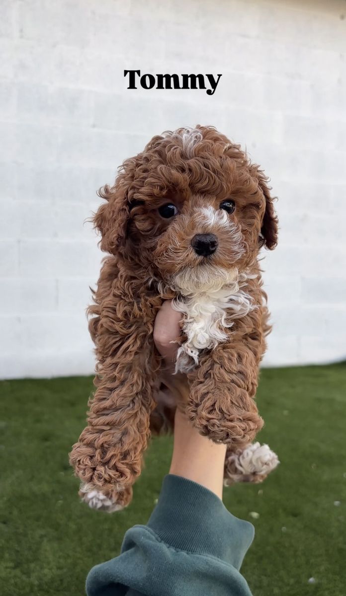 F1b mini male Cavapoo 8-11 lbs full grown