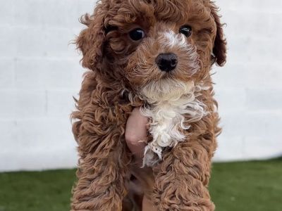 F1b mini male Cavapoo 8-11 lbs full grown