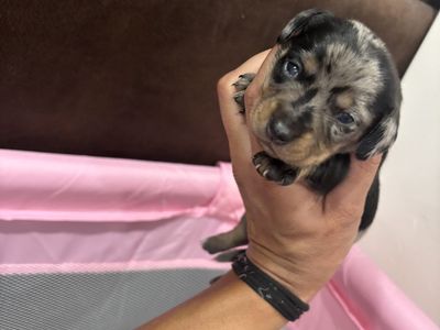 AKC mini dachshunds 2 litters! Can deliver to Ogden