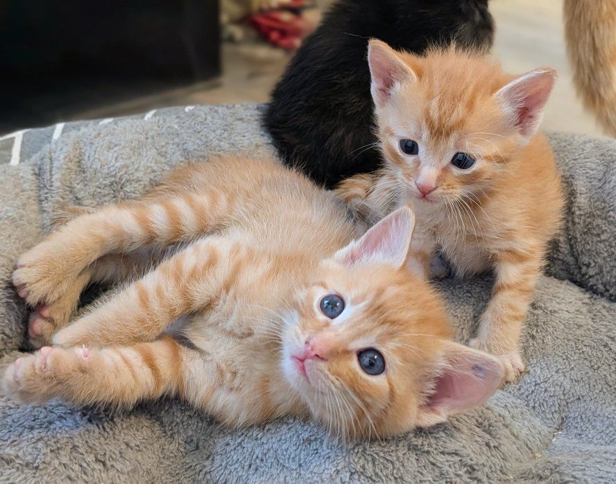 Only 1 Left! Playful, Affectionate Orange Tabby Kitten