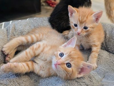 Only 1 Left! Playful, Affectionate Orange Tabby Kitten