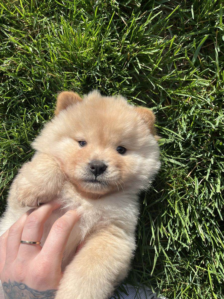 Purebred Chow Chow Puppies