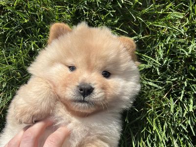 Purebred Chow Chow Puppies