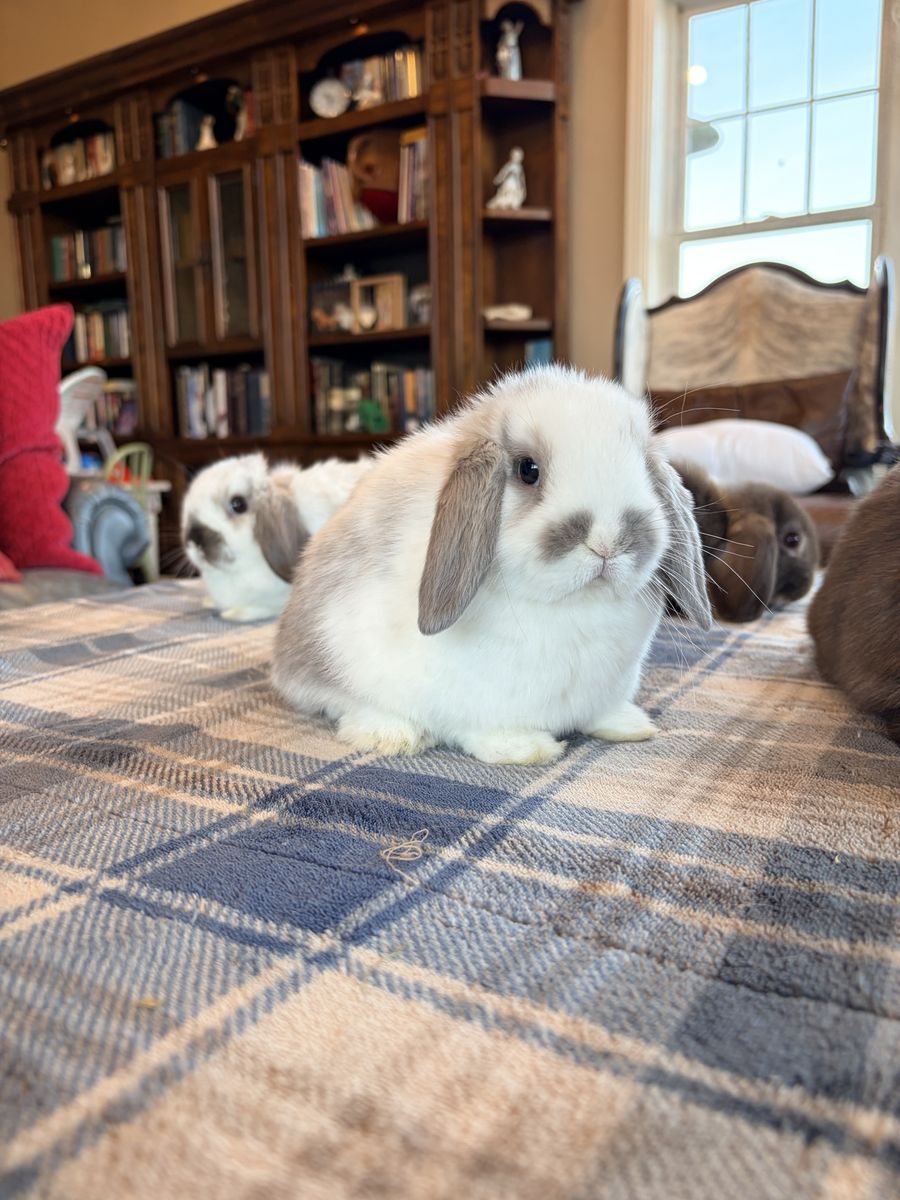 Mr Mustache Holland Lop bunny