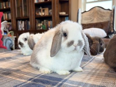 Mr Mustache Holland Lop bunny