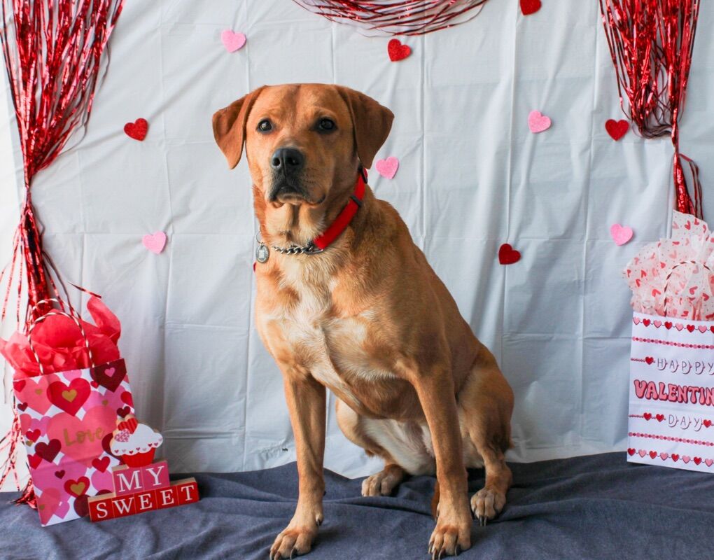 Two Females For Sale