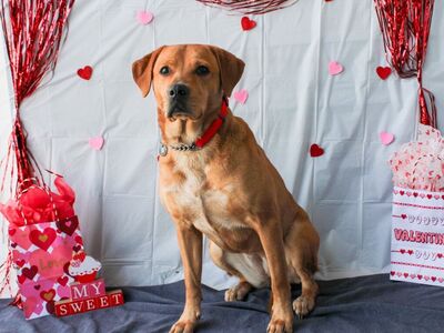 Two Females For Sale