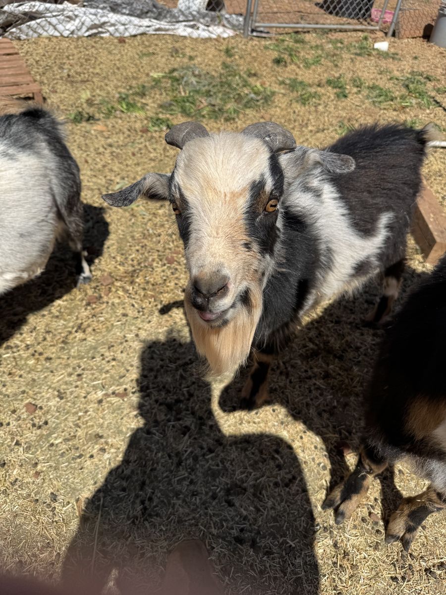 Nigerian Dwarf Goat