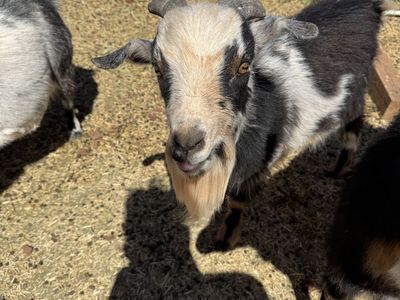 Nigerian Dwarf Goat